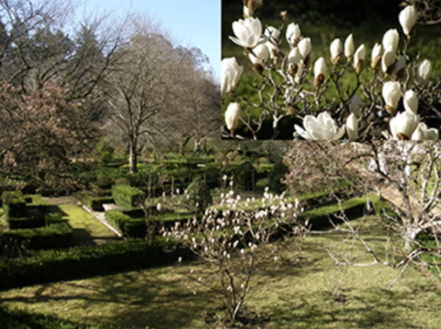 ﻿Fig. 2 – Primeiras flores de Magnolia denudata.