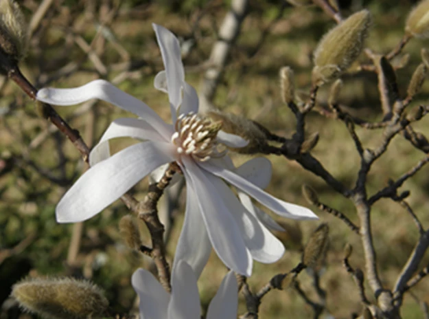 Fig. 3 – Flor de Magnolia stellata.