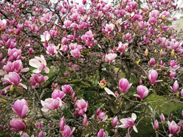 ﻿Fig. 4 – Flores de Magnolia x soulangeana.