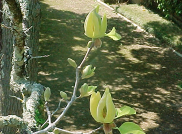 Fig.7 – Flores de Magnolia acuminata.