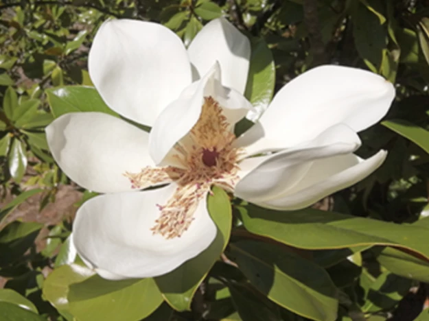 Fig. 8 – Flor de Magnolia grandiflora.