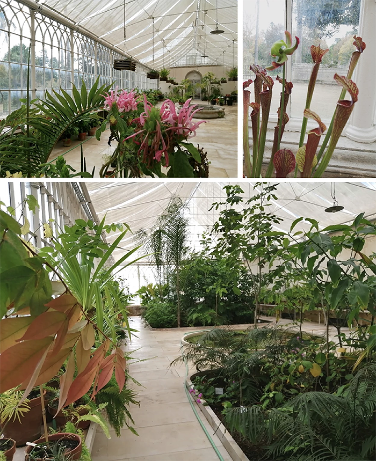 Fig. 1 - ﻿Estufa Grande do Jardim Botânico (outubro, 2020) - em cima: à esquerda, sala nascente; à direita, pormenor da sala do meio; em baixo, sala ponte.