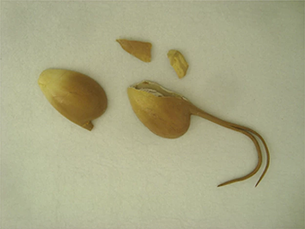 Fig. 1 - Modelo da flor da figueira-comum antes da intervenção de conservação e restauro.