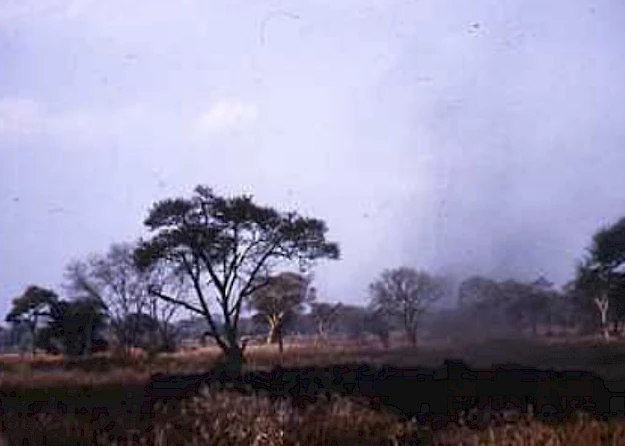 ﻿Fig. 2 - Manada de búfalos, Syncerus caffer subsp. caffer, a passar pelo local onde estávamos a colher plantas. Moçambique, Sofala, 1964