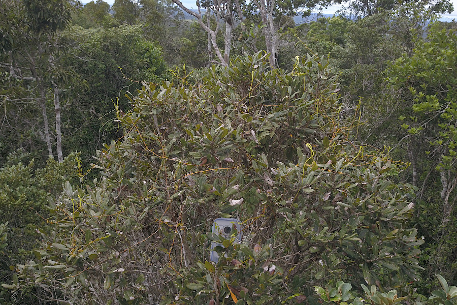 Núcleo populacional de solenangis-gigante crescendo no dossel florestal, sob a vigilância de uma armadilha fotográfica para monitorização dos polinizadores
