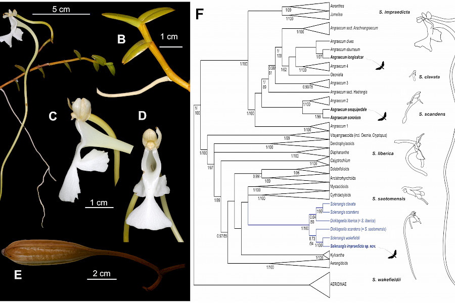 Figure 1. Morphological and phylogenetic overview of Solenangis impraedicta. Solenangis impraedicta sp. nov. in vivo: (A) habit; (B) apex of stem with leaves and root; (C) flower, side view; (D) flower, front view; (E) capsule. Photo credits: Marie Savignac (A), Tariq Stévart (B–E). Phylogenetic position of the angraecoid species of Darwin’s predicted guild and overview of
spur variation in Solenangis: (F) simplified best-scoring maximum likelihood (ML) tree for the combined analyses of 251 angraecoid taxa, including six species of Solenangis (all illustrated): S. clavata, S. liberica and S. scandens from the Guineo-Congolian forests, S. satomensis endemic to São Tomé, S. wakefieldii from coastal East Africa, and S. impraedicta from Madagascar. Side views of flowers are drawn to scale (bar = 1 cm); the spur of S. impraedicta measures 33 cm. Observed or inferred pollination by Coelonia solani and/or Xanthopan praedicta in Madagascar is indicated by the hawkmoth silhouettes. Posterior probabilities/maximum likelihood bootstrap percentages are based on the concatenated data of one nuclear (ITS-1) and five plastid regions (matK/trnK gene region, rps16 intron, trnC–petN spacer, trnL–trnF spacer, and ycf1 gene).