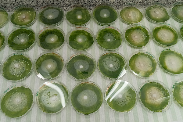 Testes de atividade algicida de óleos essenciais em biofilmes