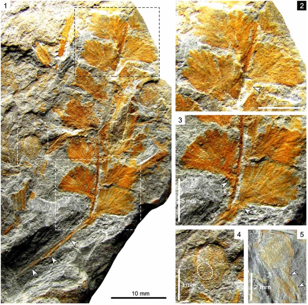 Fóssil da fronde descoberto que permitiu descrever uma nova espécie de gimnospérmica primitiva, baptizada de Palaeopteridium andrenelii. Foto: Pedro Correia